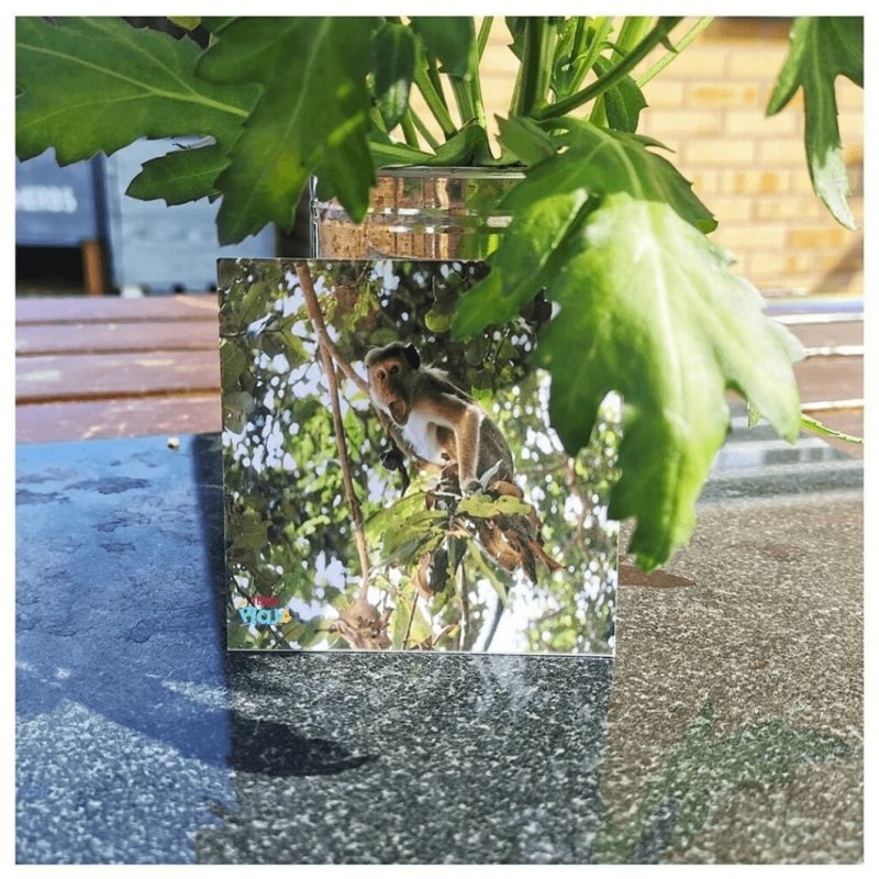 Teddo Play What's The Word For That Sound? Set of 40 - Learning & Education - British D'sire