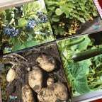 Teddo Play Where Our Food Grows? (Lesser-known Facts Edition) Set of 40 - Learning & Education - British D'sire