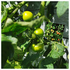 Teddo Play Where Our Food Grows? (Lesser-known Facts Edition) Set of 40 - Learning & Education - British D'sire