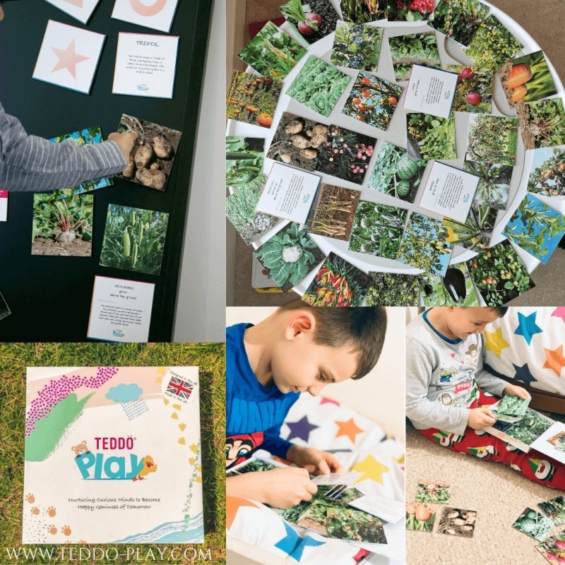 Teddo Play Where Our Food Grows? (Lesser-known Facts Edition) Set of 40 - Learning & Education - British D'sire