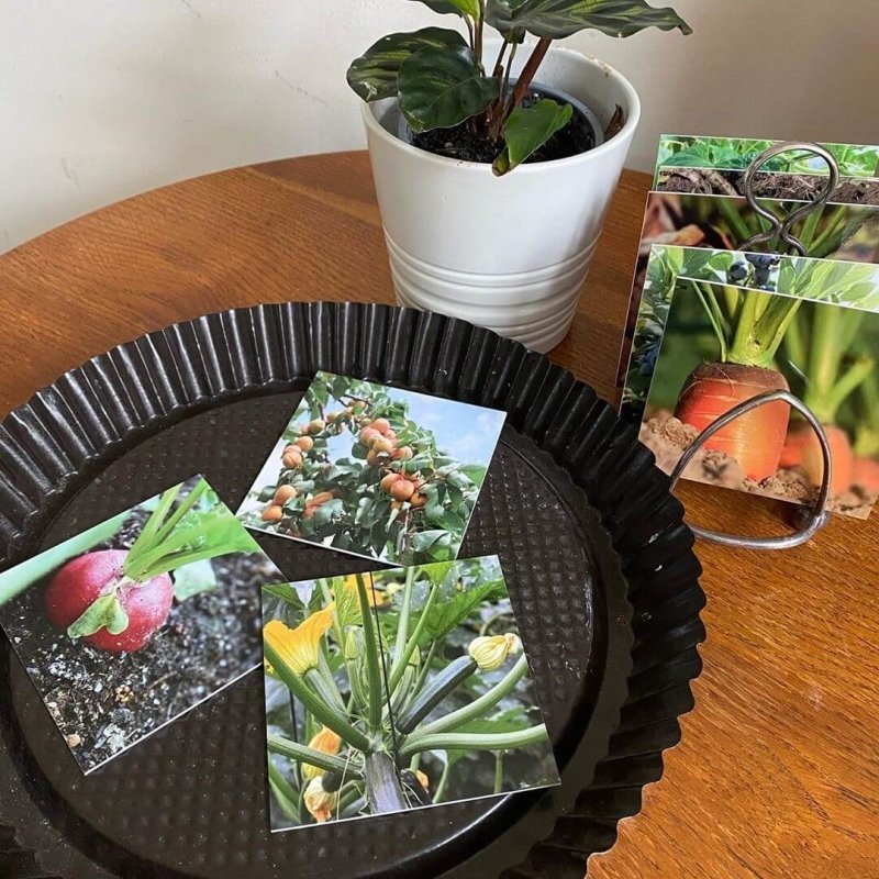 Teddo Play Where Our Food Grows? (Lesser-known Facts Edition) Set of 40 - Learning & Education - British D'sire