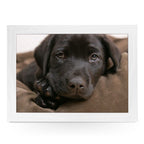 Yoosh Chocolate Labrador Puppy Lap Tray - L0587 - Kitchen Tools & Gadgets - British D'sire