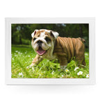 Yoosh English Bulldog Puppy Lap Tray - L0142 - Kitchen Tools & Gadgets - British D'sire
