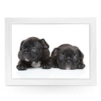 Yoosh French Bulldog Puppies Lap Tray - L0139 - Kitchen Tools & Gadgets - British D'sire