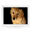 Yoosh Golden Retriever Dog Lap Tray - L0106 - Kitchen Tools & Gadgets - British D'sire