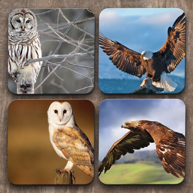 Yoosh Owls and Eagles x 4 Coasters - British D'sire Main image
