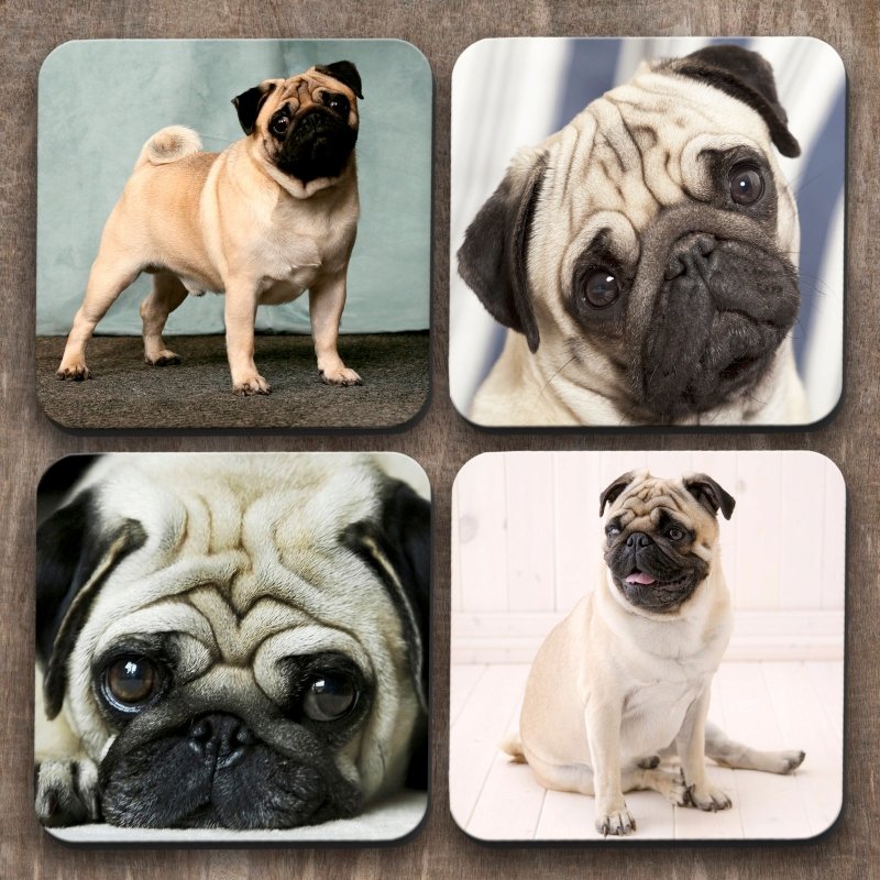 Yoosh Pug Dogs x 4 Coasters - Kitchen Tools & Gadgets - British D'sire Main image