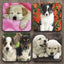 Yoosh Puppies x 4 Coasters - Kitchen Tools & Gadgets - British D'sire